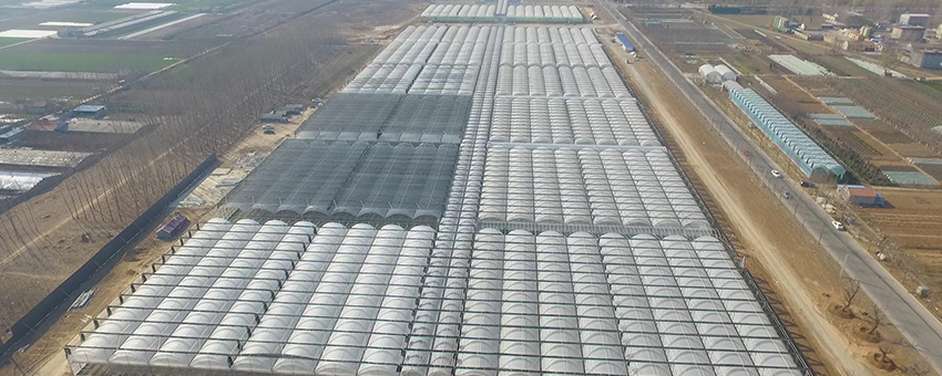 Commercial Grower