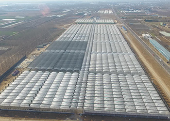 Commercial Grower