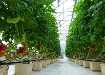 Hydroponic dutch bucket system